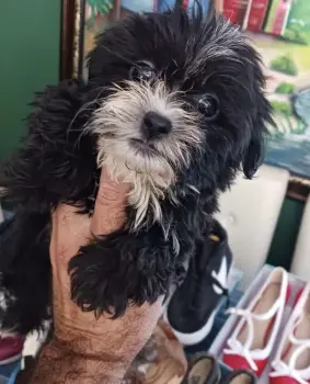 Cachorro shih poo