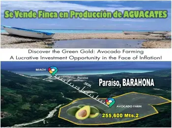 Vendo finca de aguacate en produccion en paraíso barahona  255600 mts.