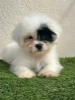 Cahorros shih tzu