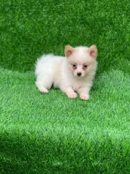 Mix de pomerania macho en santo domingo oeste