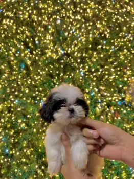 Shih poo hembra  en santo domingo oeste