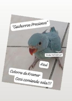 Cotorra de kramer
