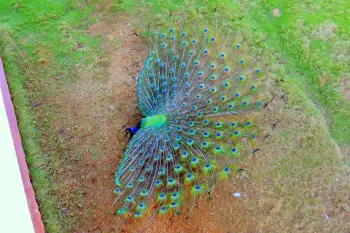 Pavos reales pajuiles en dajabón