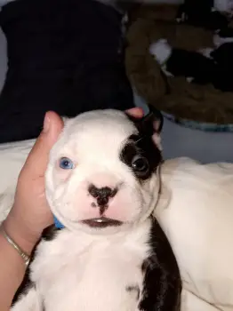 Boston terrier  en santo domingo este