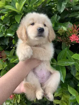 Cachorros de golden retrievers