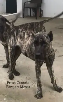 Vendo pareja de 7 meses de presa canario