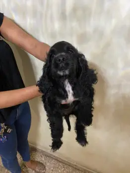 Cocker spaniel inglés hembra