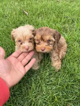 Maltipoo ambos sexos