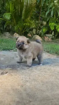 Pomerania en venta