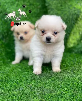 Mix pomerania ambos sexos