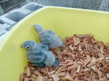 Pichones papilleros de pirulas azules