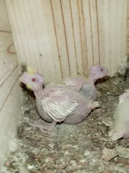Pichones papilleros de cacatúas