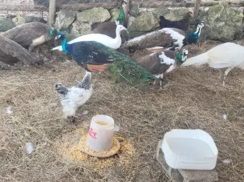 Pavo real blanco y arlequín