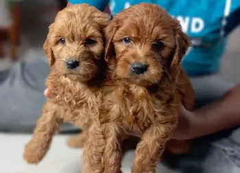 Goldendoodles disponibles