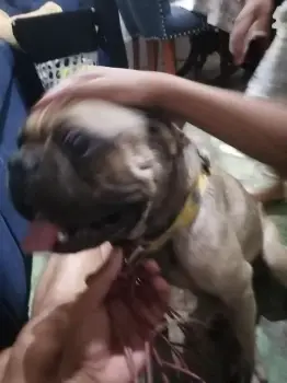 Buldog frances listo para encate en santo domingo dn