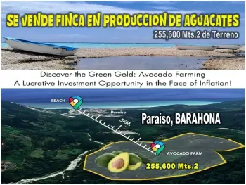 Vendo finca de aguacate en produccion en paraíso barahona 255600 mts.2