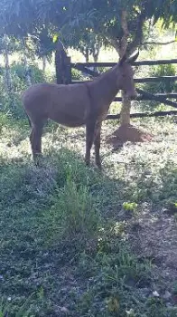 Mula en venta hija de un burro pinto colombiano tiene 5 meses y medio.