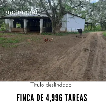 Finca de 4996 tareas ganadera con vocación agrícola en bayaguana/ guer