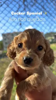 Cocker spaniel ingles m en la vega