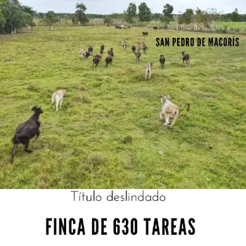 Finca de 630 tareas ganadera totalmente llana a borde de carretera asf