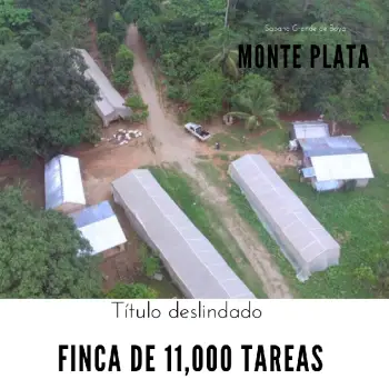 Finca de 11000 tareas con 5000 tareas sembradas de cacao en sabana gra