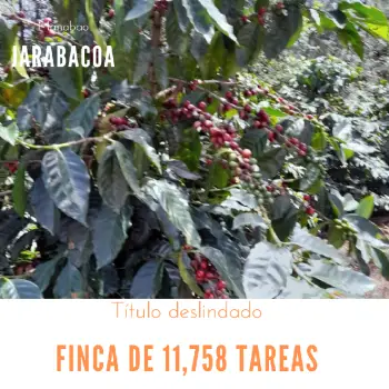 Finca de 11758 tareas sembradas de café y limón persas en jarabacoa