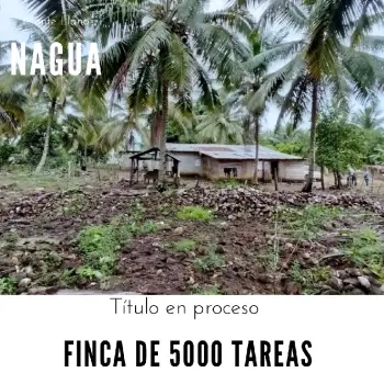 Finca de 5000 tareas totalmente sembradas de cocó en nagua