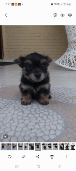 Ventas yorkie po en santo domingo este