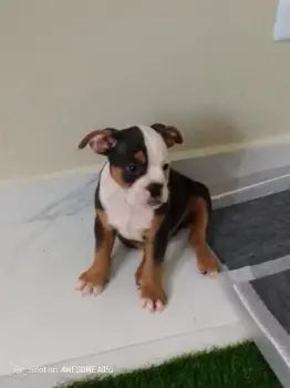 Cachorros de bulldog miniatura en puerto plata