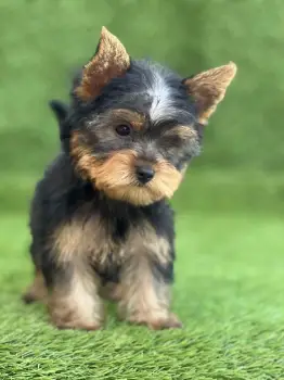 Yorkie terrier