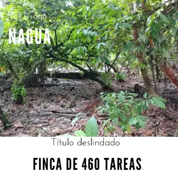 Finca de 460 tareas sembradas de cacao y cocó entre ellas plátanos y g