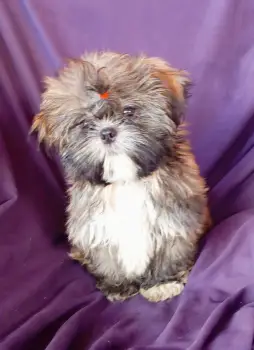 Oferta cachorro shih tzu hembra en santo domingo y vacuna al dia