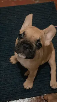 Oferta cachorro bulldog frances macho en santo domingo y vacuna al dia