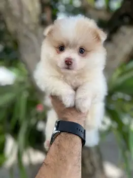 Oferta cachorro pomerania macho en santo domingo con su vacunas al dia