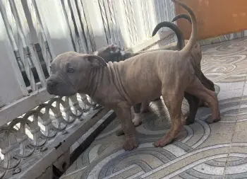 Oferta cachorro pitbull macho en santo domingo y vacuna al dia
