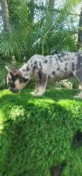 Oferta cachorro bulldog frances hembra en santo domingo y vacunado
