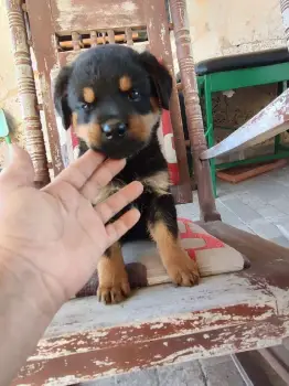 Rotwailler machos