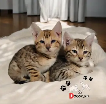 Gatas bengalí con pedigree hembras