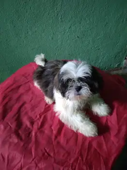 Oferta cachorro shih tzu ambos sexo en santo domingo y vacunado