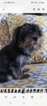 Hermoso yorkie po en santo domingo este