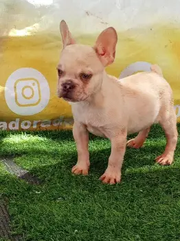 Oferta cachorro bulldog frances macho en santo domingo y vacuna al dia