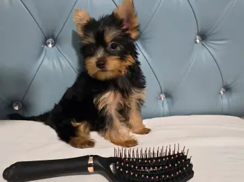 Oferta cachorro yorkie hembra en santo domingo y vacunada