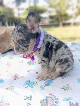 Oferta cachorro bulldog frances hembra en santo domingo y vacunado