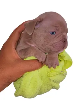 Bulldog frances