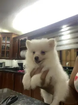 Pomerania macho solo queda uno 50 dias  809 6627609