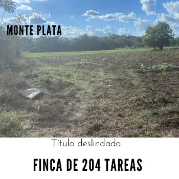 Finca de 204 tareas sembradas de limón en luisa