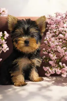 Oferta cachorro yorkie ambos sexo en santo domingo y vacunados