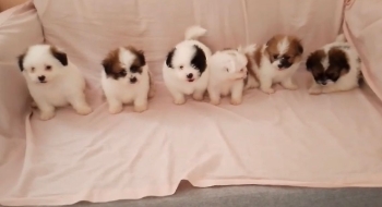 Oferta cachorro shipoo ambos sexo en santo domingo vacunados