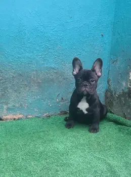 Oferta cachorro bulldog frances macho en santo domingo y vacuna al dia