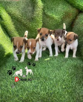 Fox terrier ambos sexos